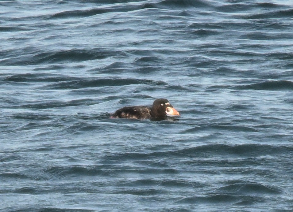 Surf Scoter - ML642213223
