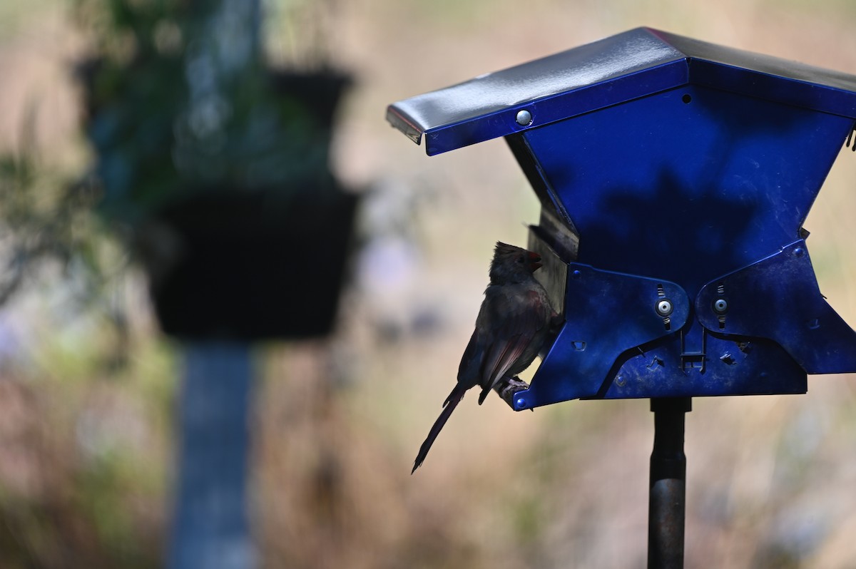 Northern Cardinal - ML642213226