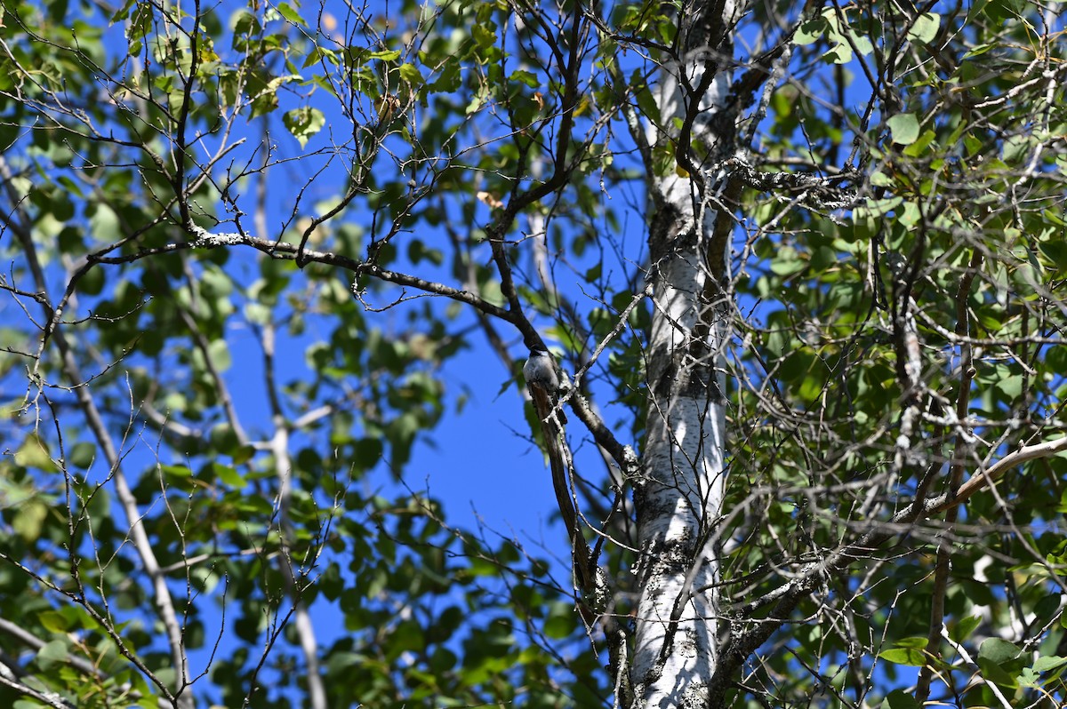 Black-capped Chickadee - ML642213231