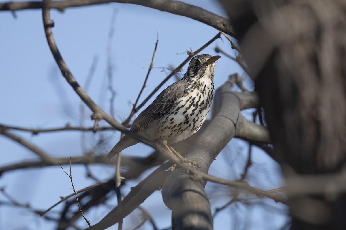 Groundscraper Thrush - ML642213237