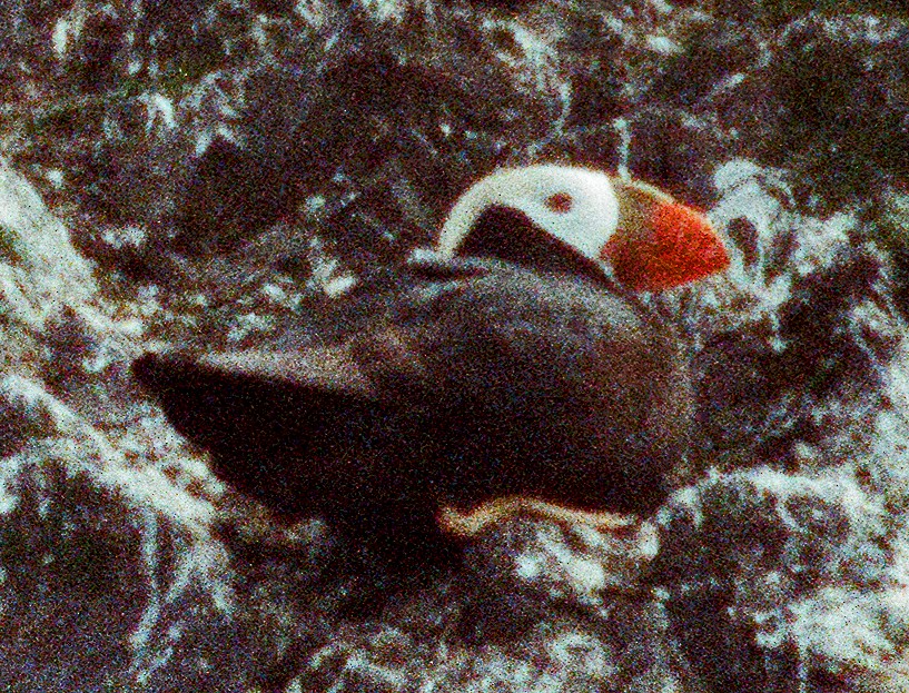 Tufted Puffin - ML642213239