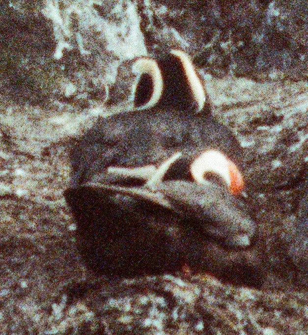 Tufted Puffin - ML642213240
