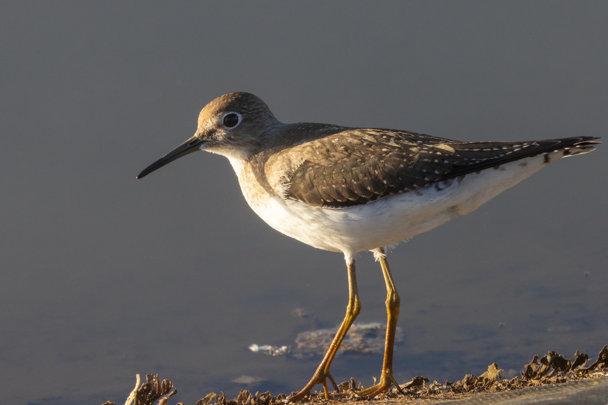 Solitary Sandpiper - ML642213242
