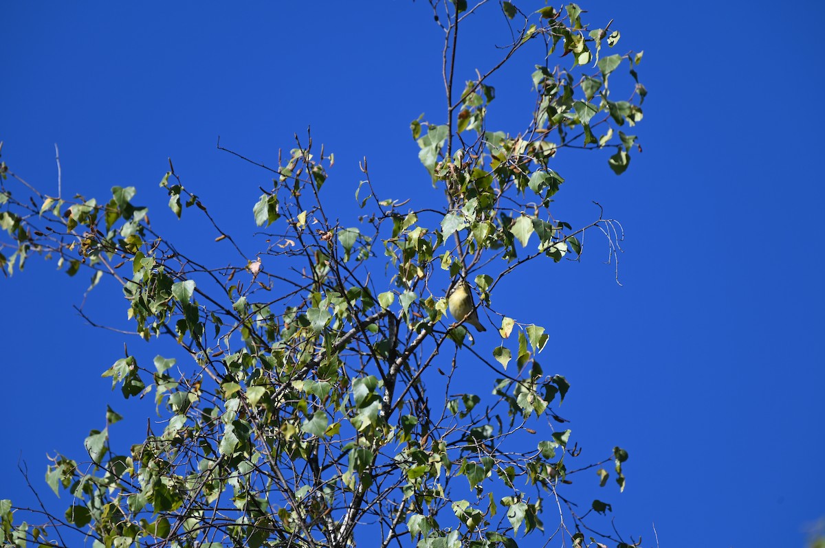 Paruline rayée - ML642213243