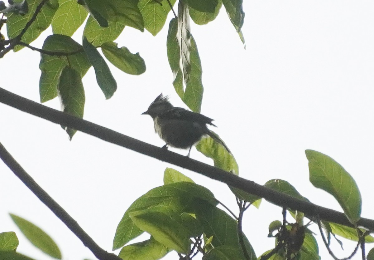 Indian Yellow Tit - ML642213264