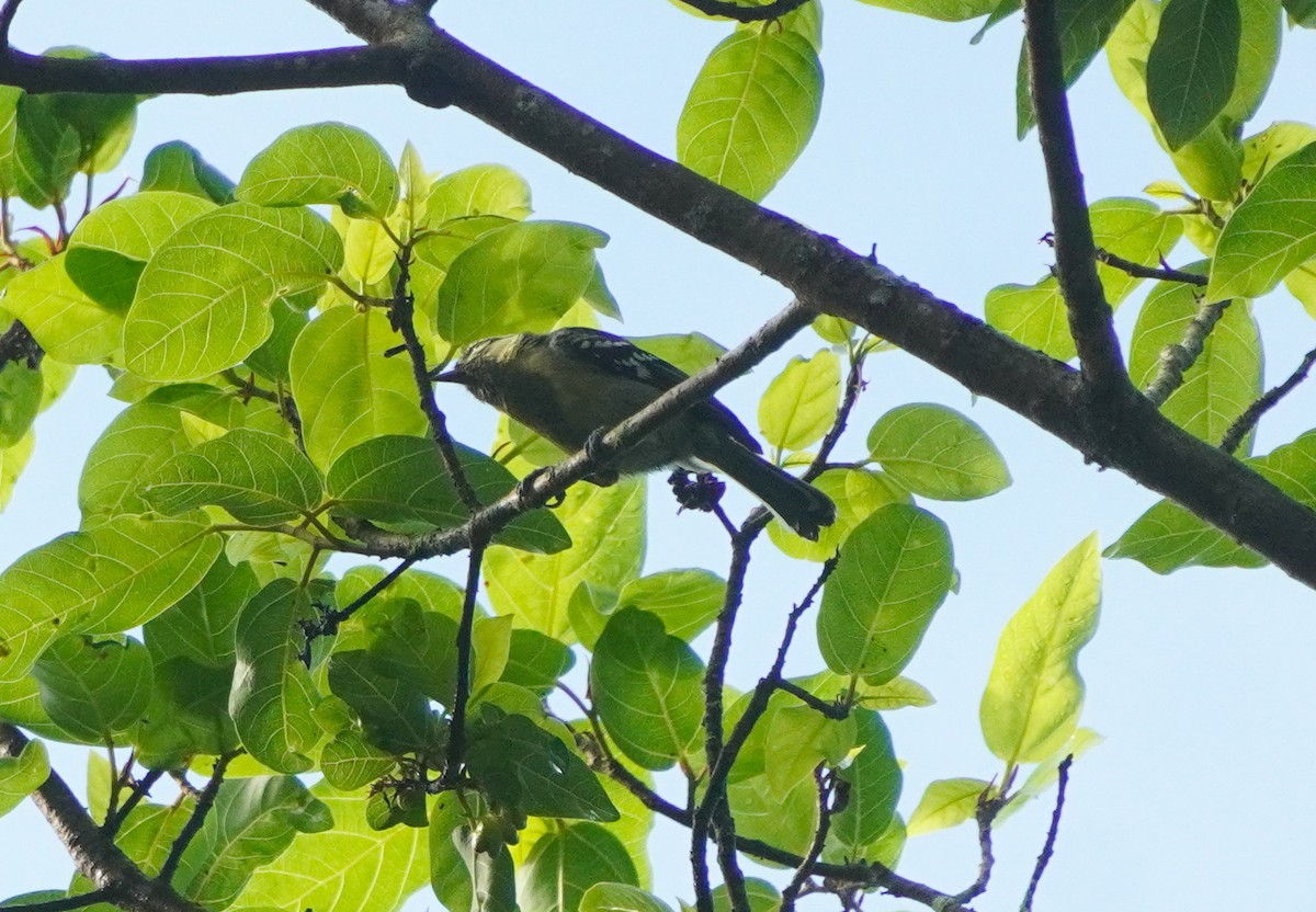 Indian Yellow Tit - ML642213266