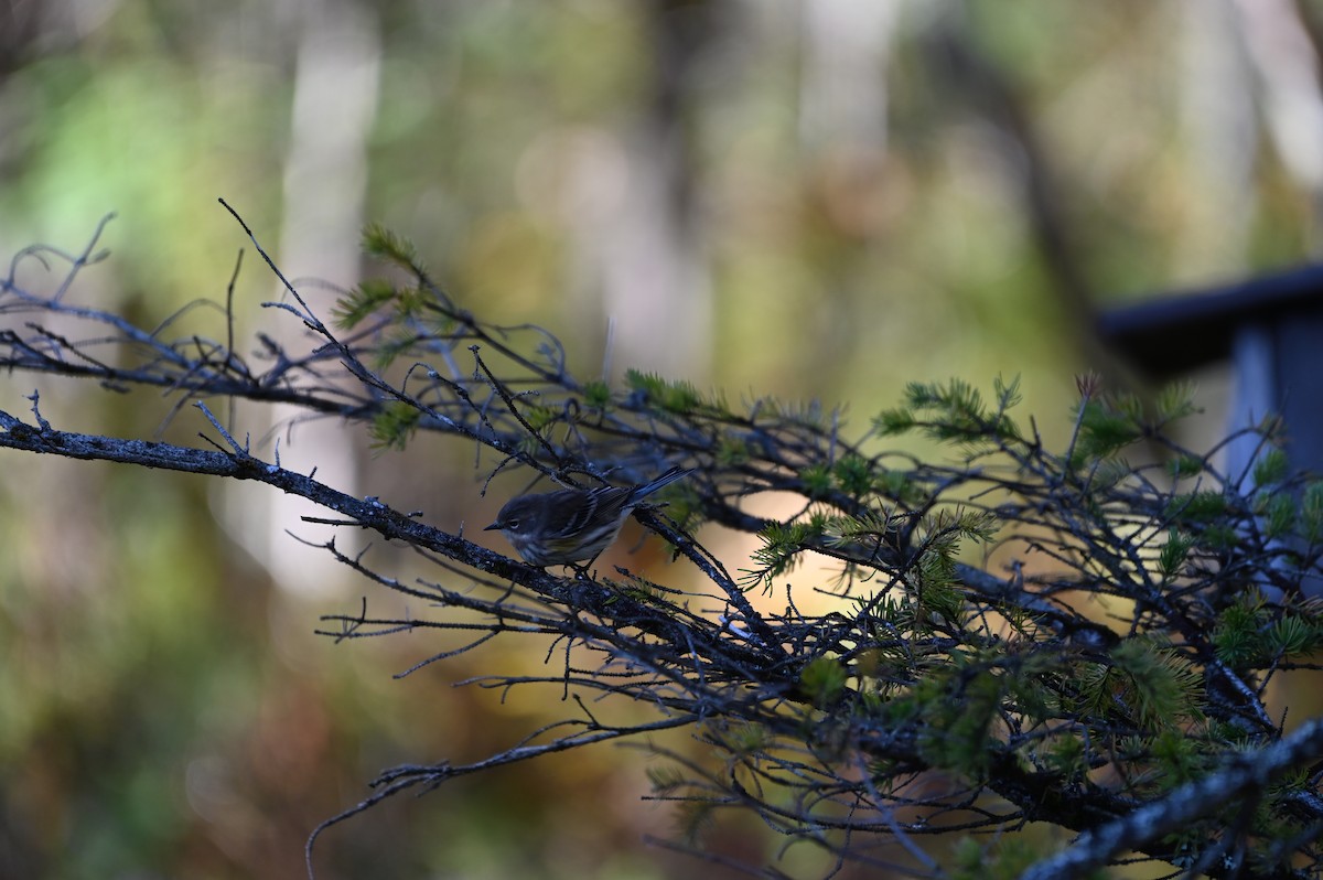 Yellow-rumped Warbler - ML642213267