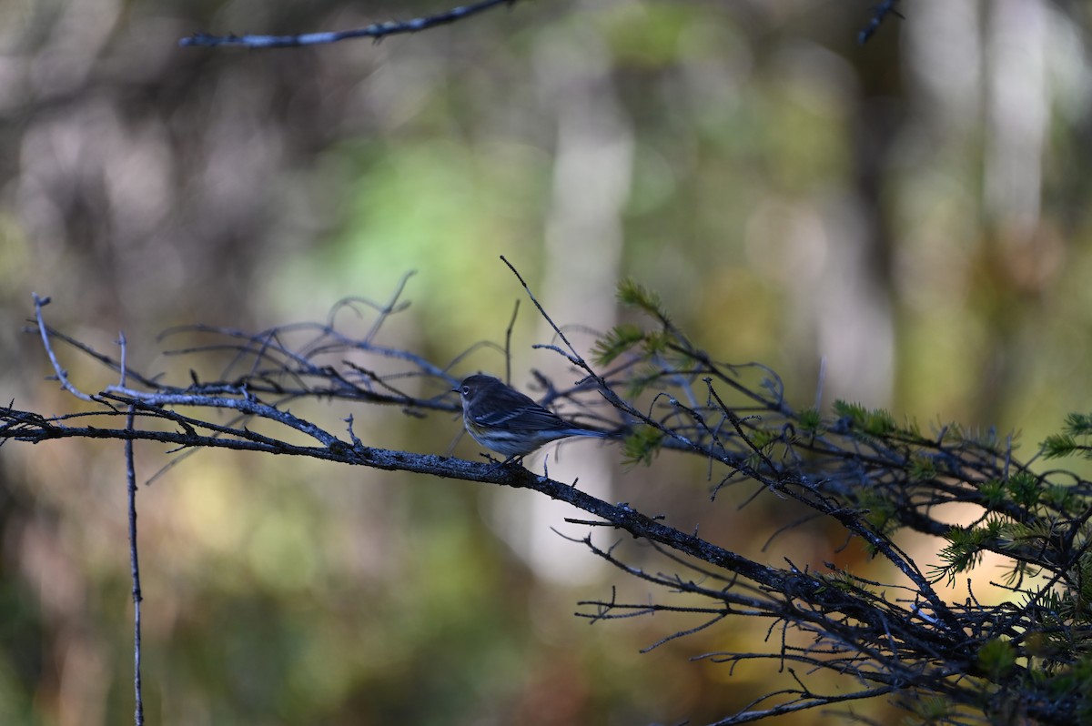 Yellow-rumped Warbler - ML642213268