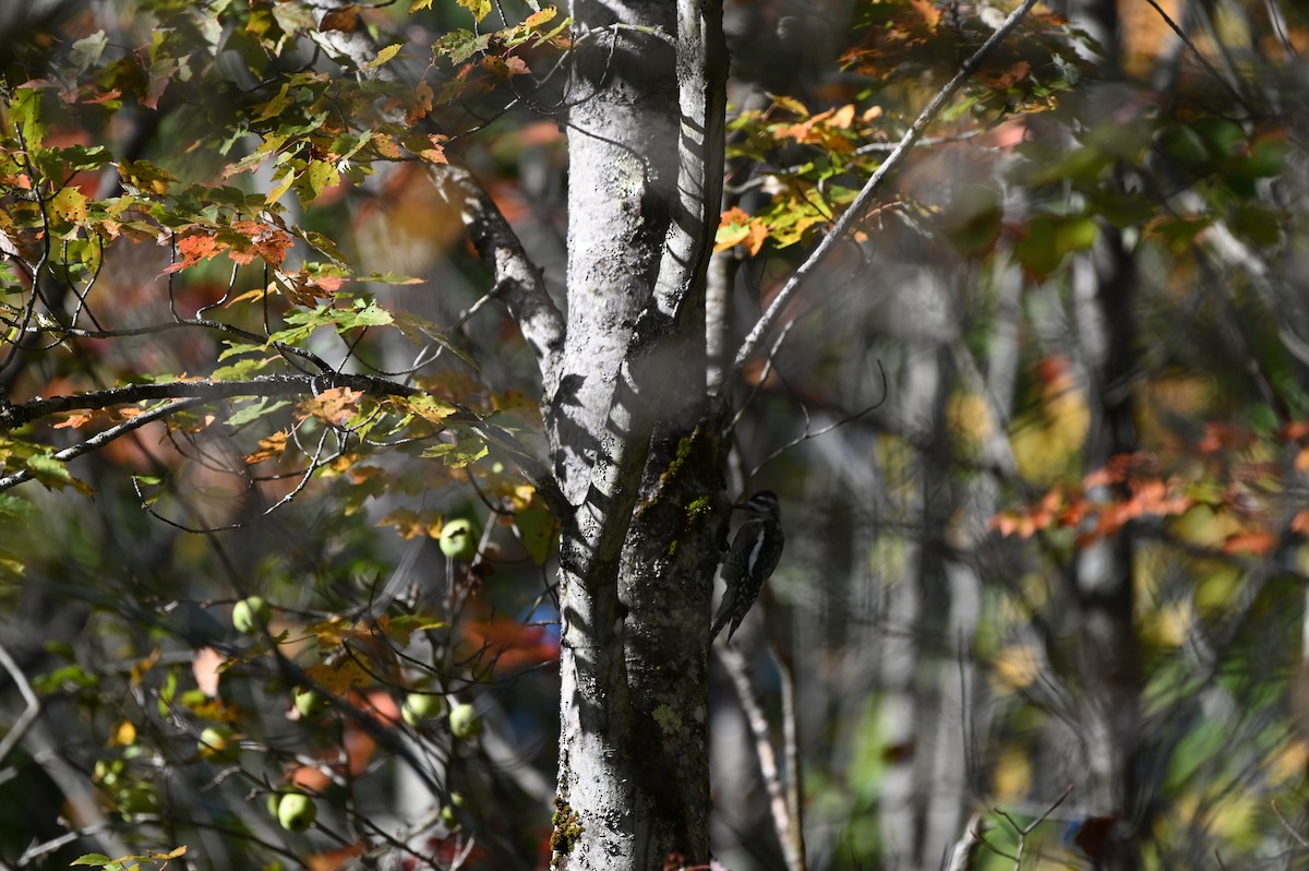 Yellow-bellied Sapsucker - ML642213269