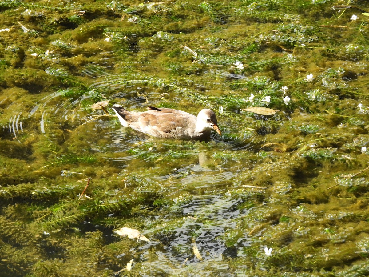 Gallinule poule-d'eau - ML642213270