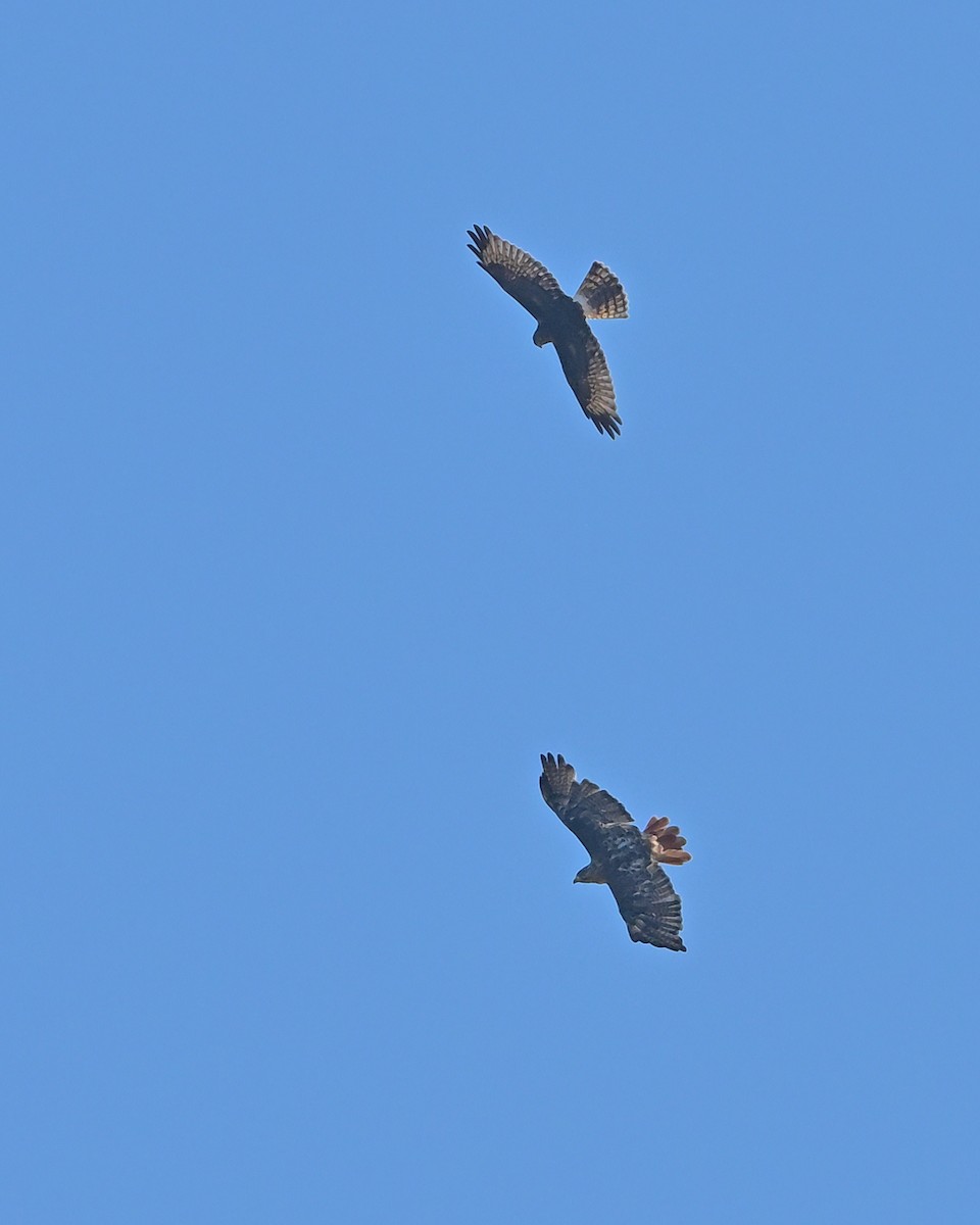Northern Harrier - ML642213272
