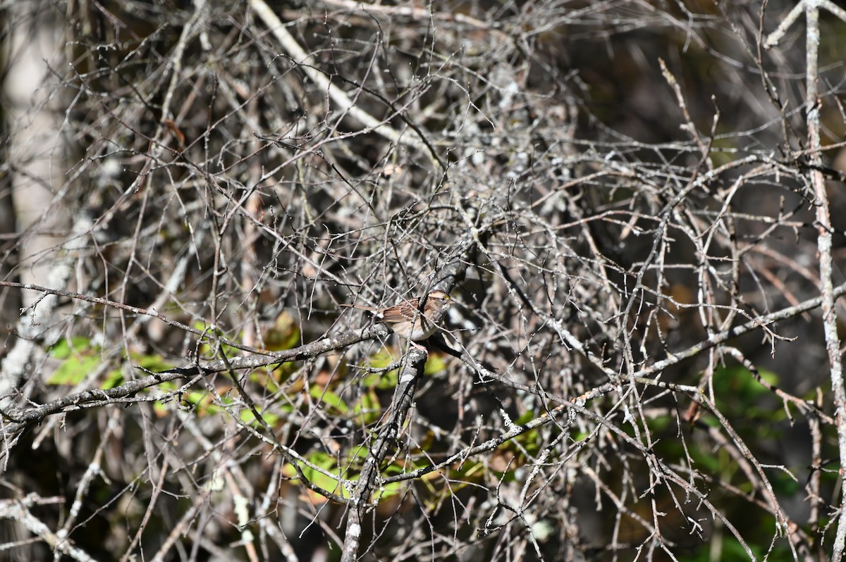 White-throated Sparrow - ML642213274
