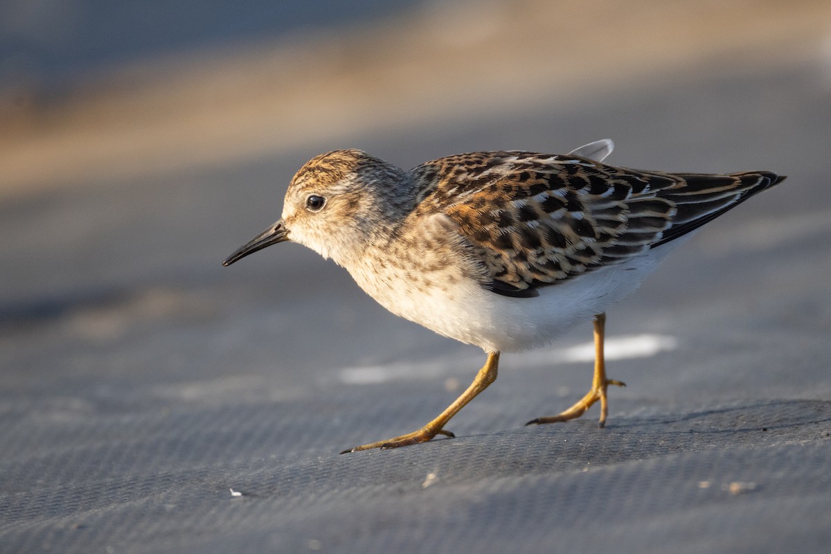 Least Sandpiper - ML642213288