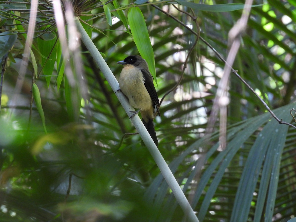 Black-goggled Tanager - ML642213291