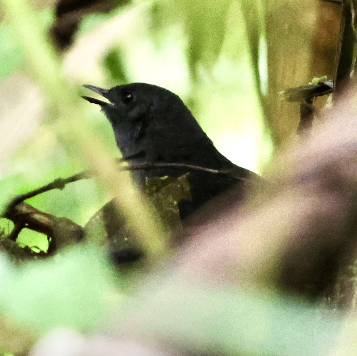 Blackish Tapaculo - ML642213294