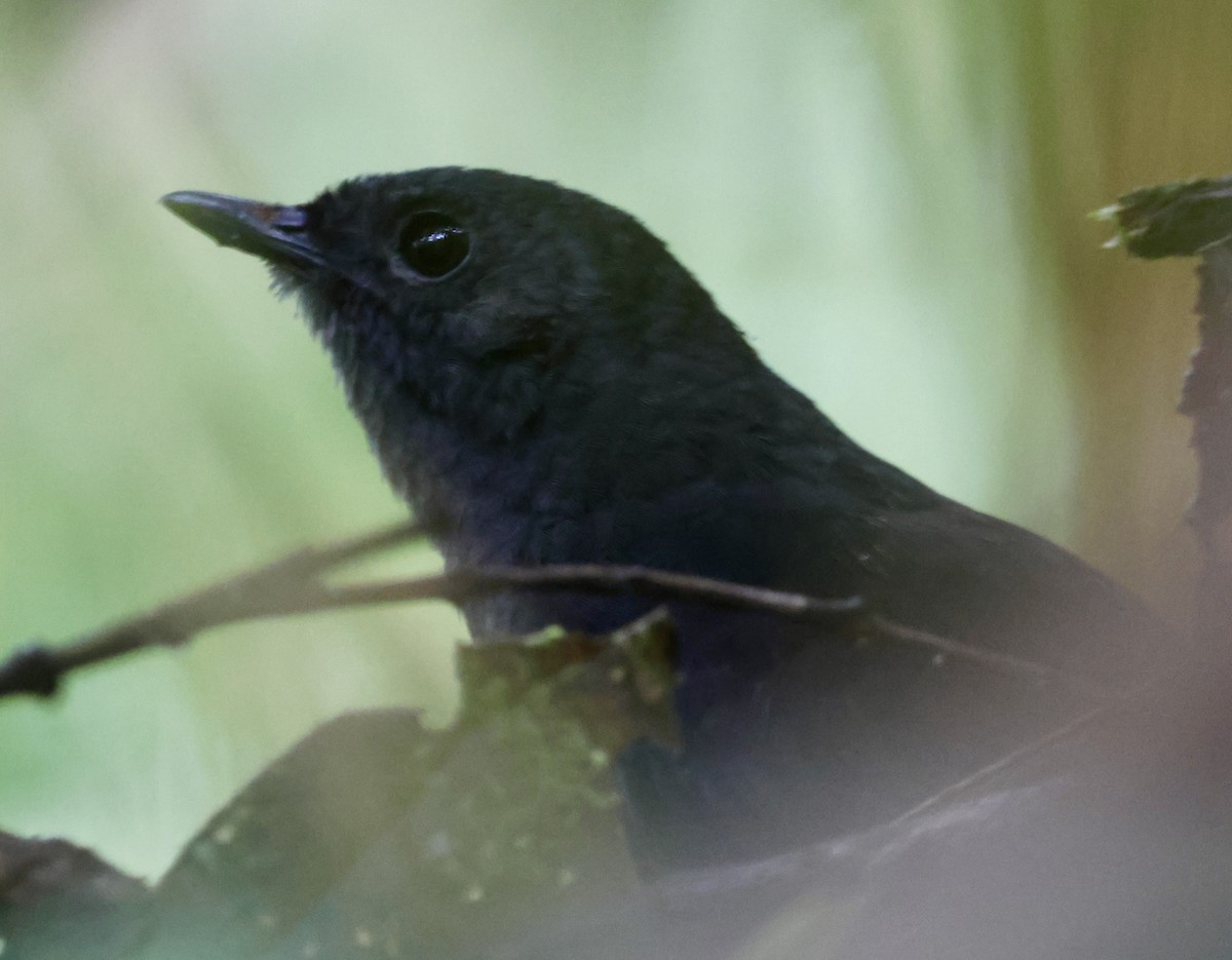 Blackish Tapaculo - ML642213295