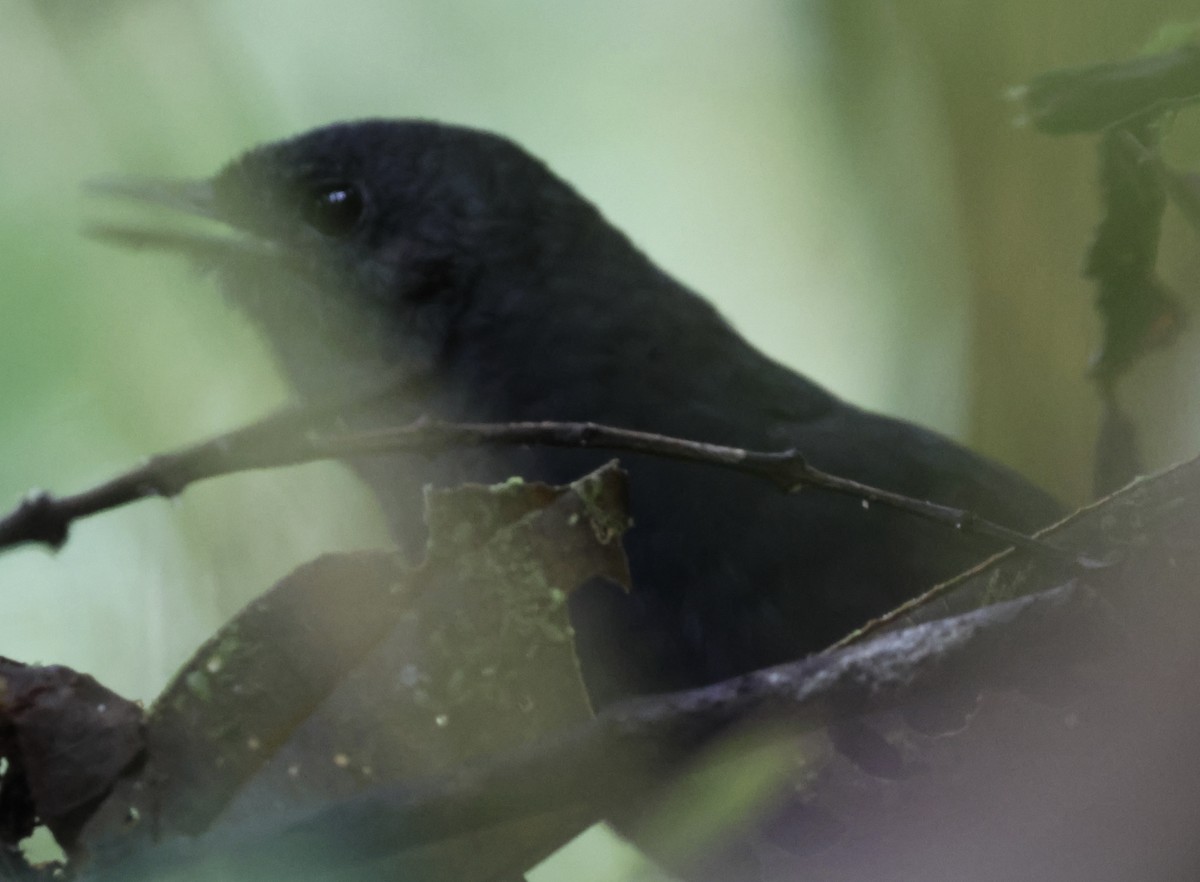Blackish Tapaculo - ML642213296