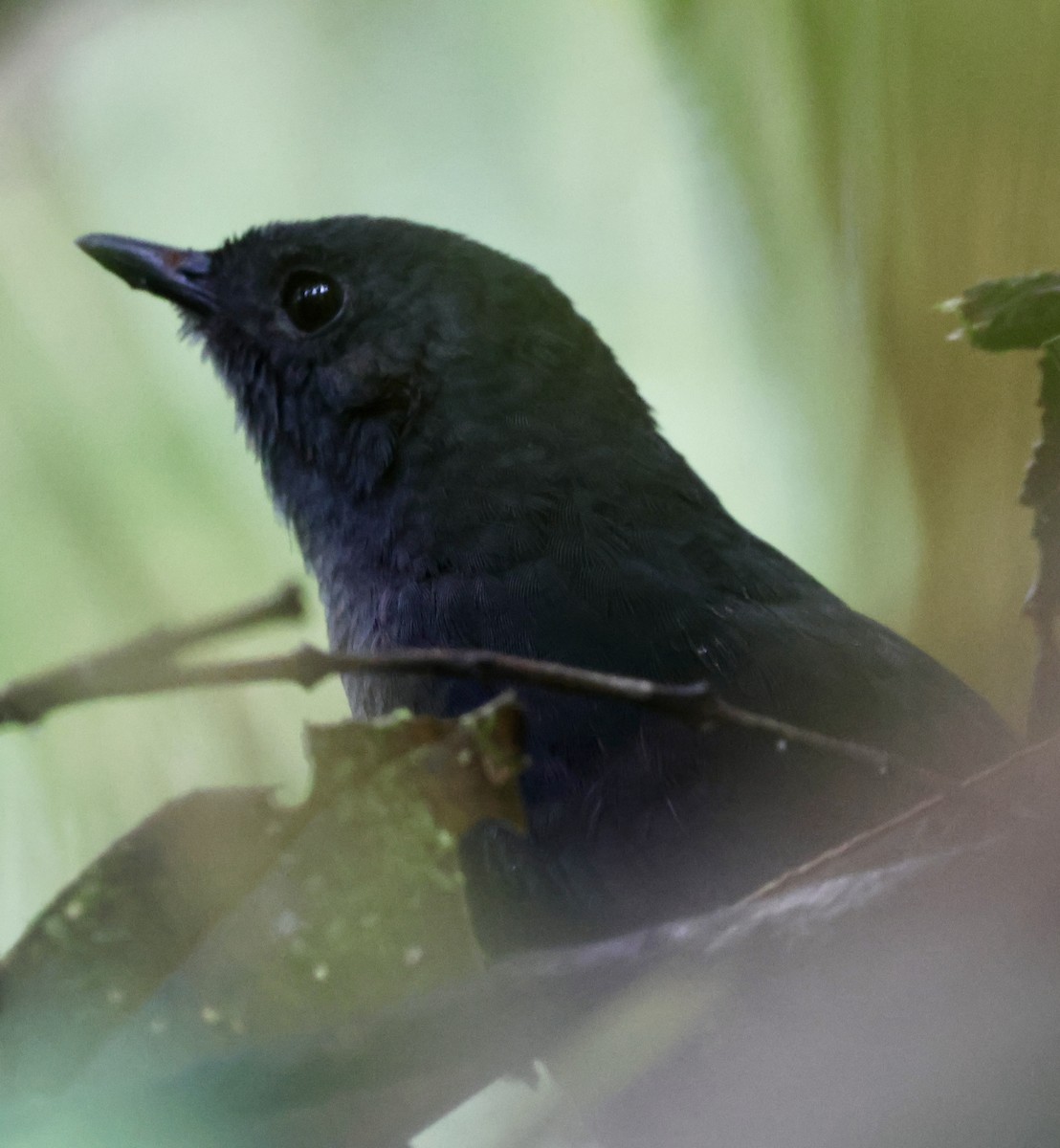 Blackish Tapaculo - ML642213297