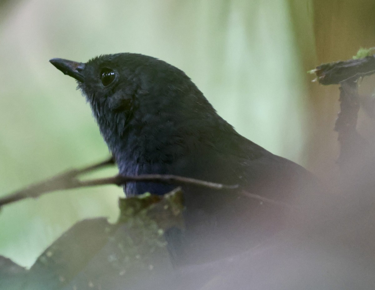 Blackish Tapaculo - ML642213298