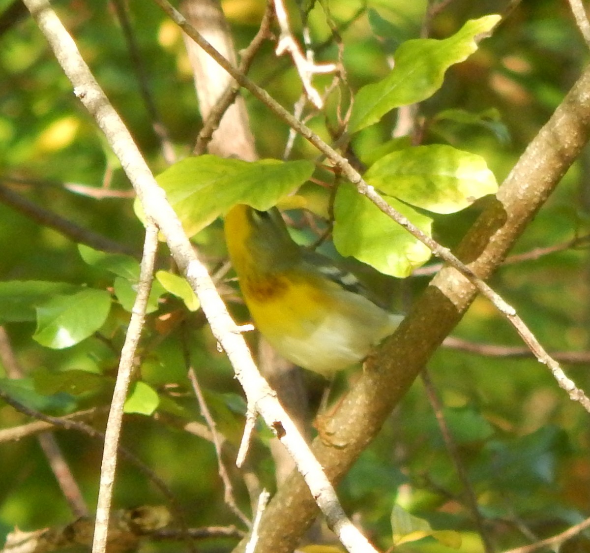 Northern Parula - ML642213304