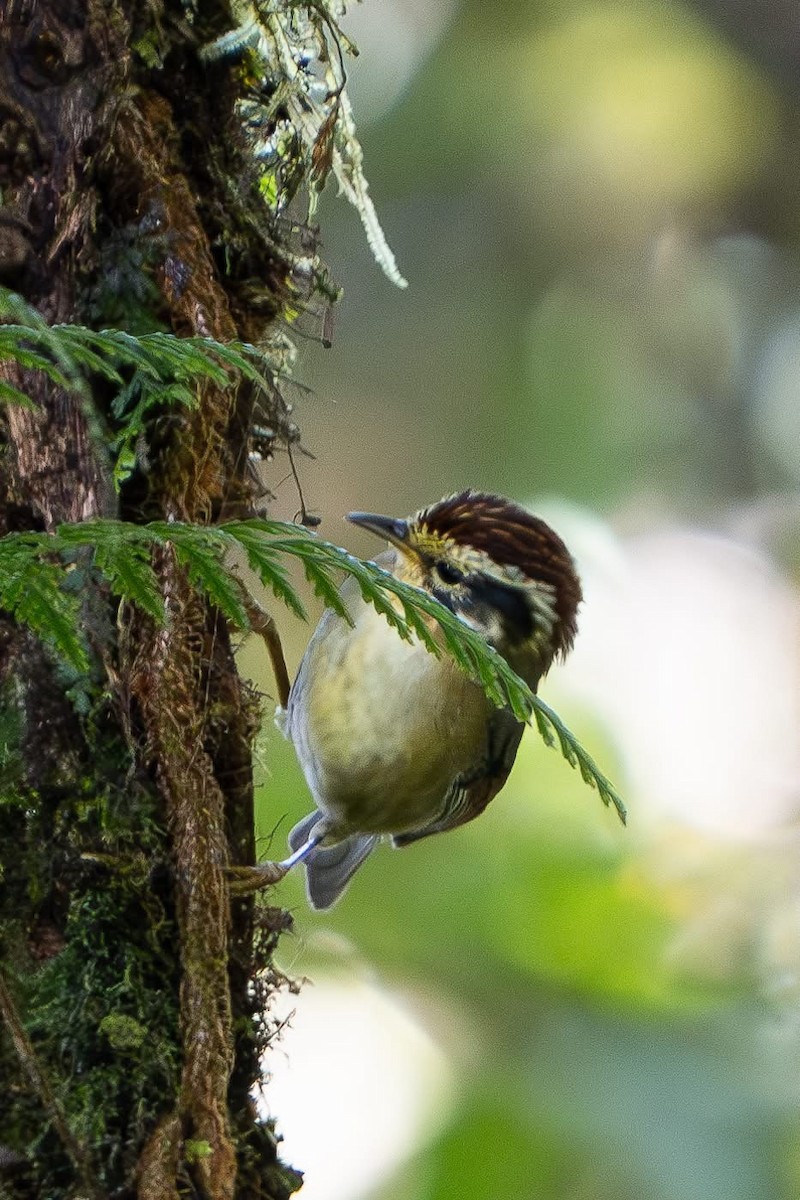 Rufous-winged Fulvetta - ML642213313