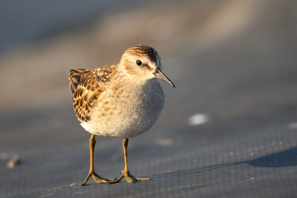 Least Sandpiper - ML642213342