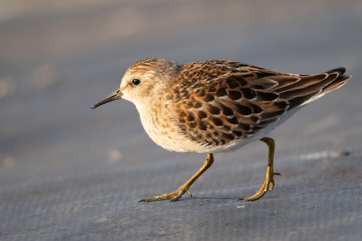 Least Sandpiper - ML642213343