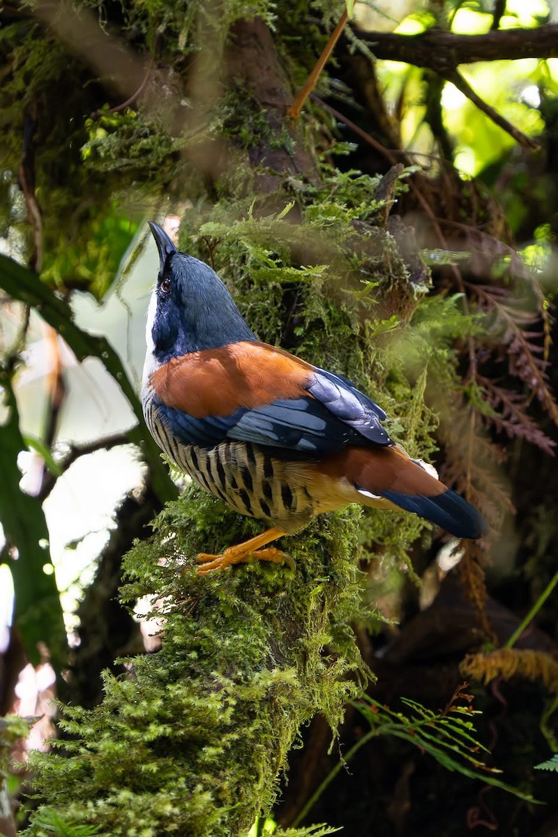 Himalaya Kutyası - ML642213344