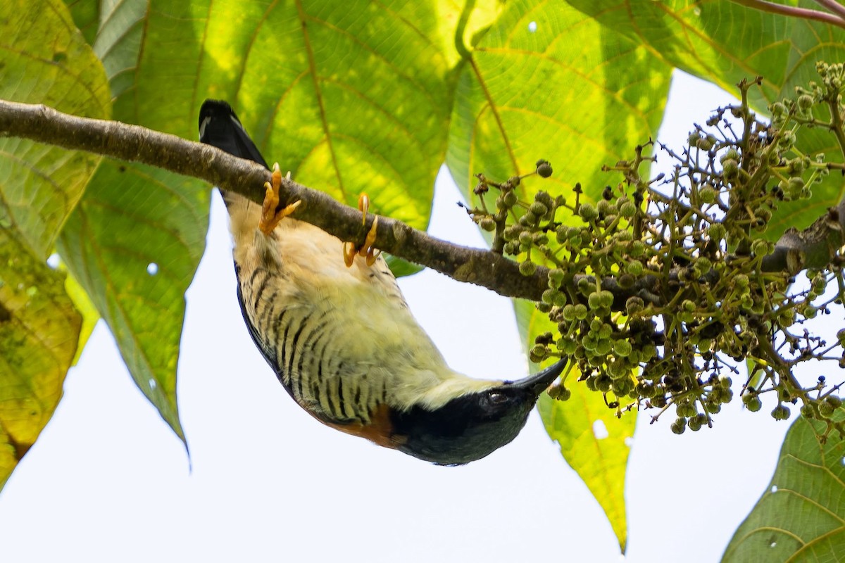 Himalaya Kutyası - ML642213345