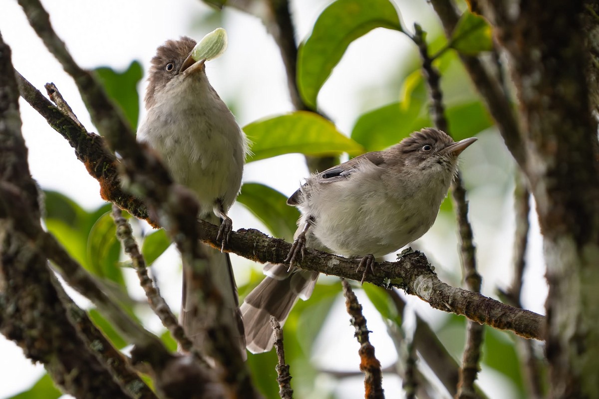 Blue-winged Minla - ML642213353