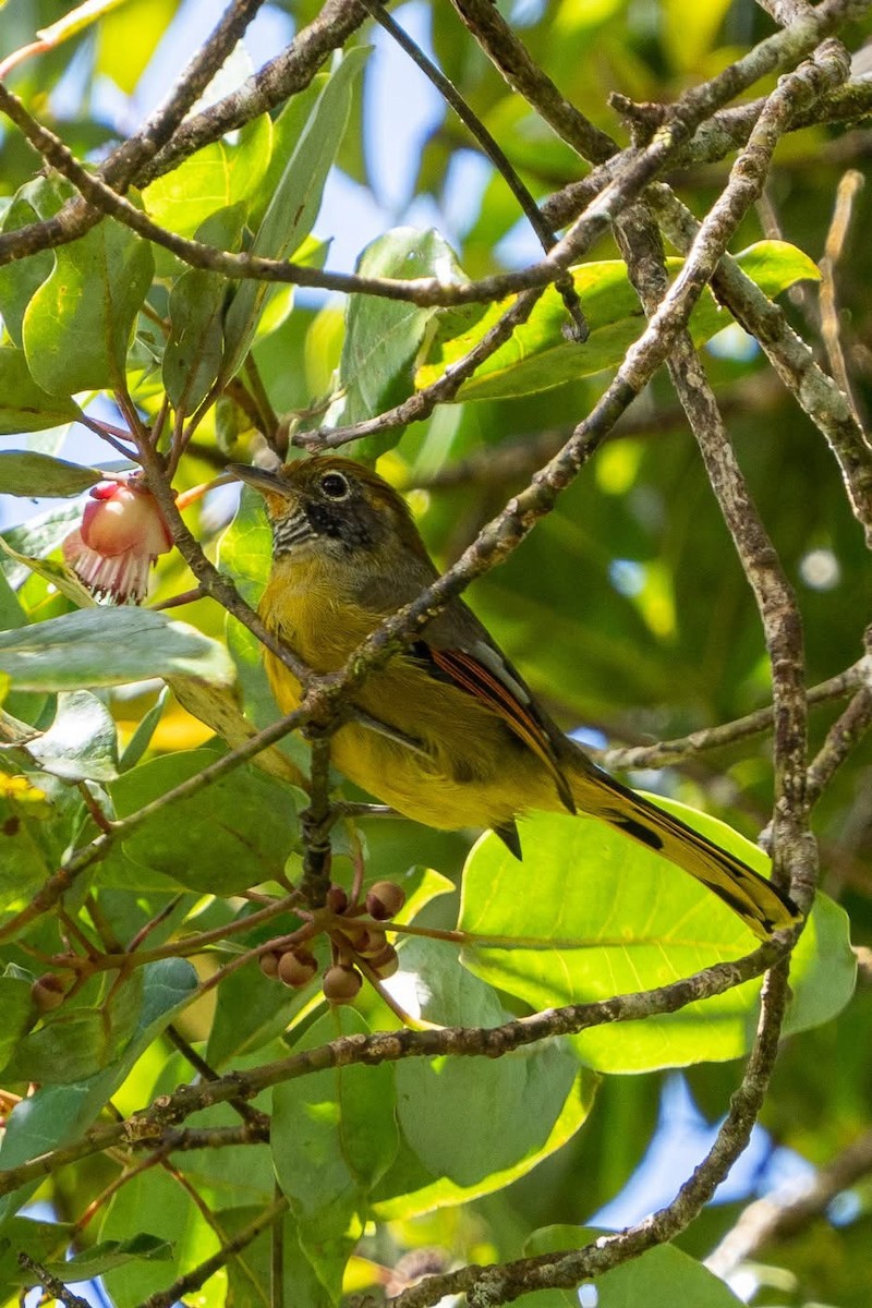 Chestnut-tailed Minla - ML642213359