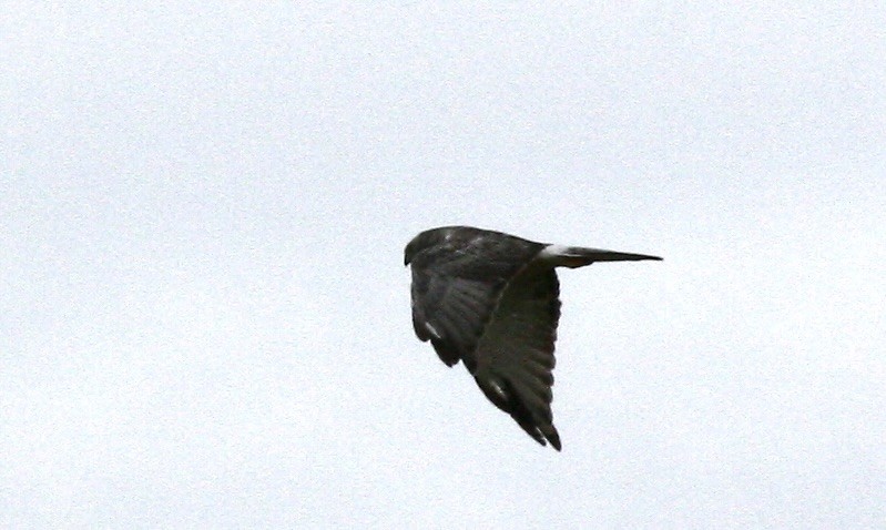 Northern Harrier - ML642213362
