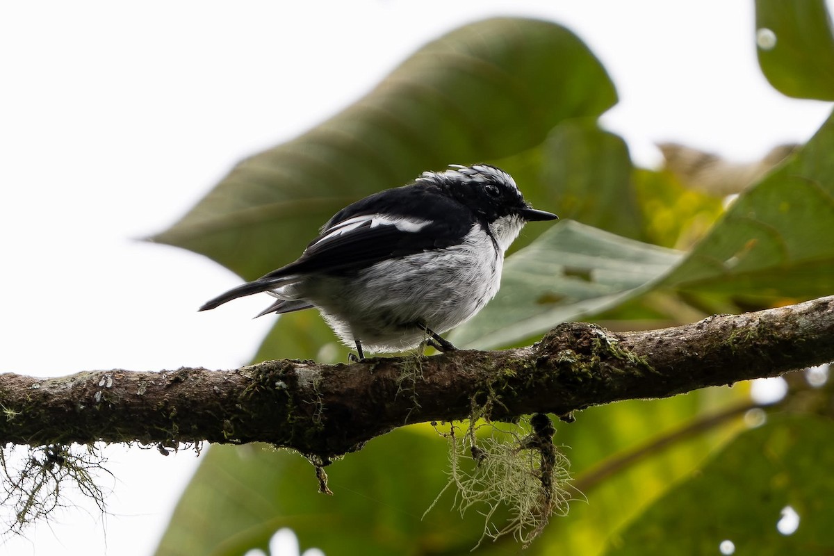 Little Pied Flycatcher - ML642213372