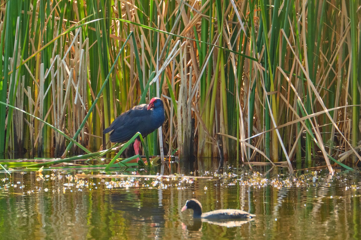 Western Swamphen - ML642213378