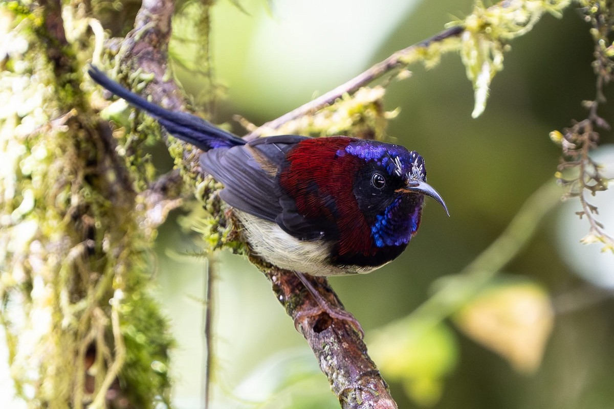 Black-throated Sunbird - ML642213380