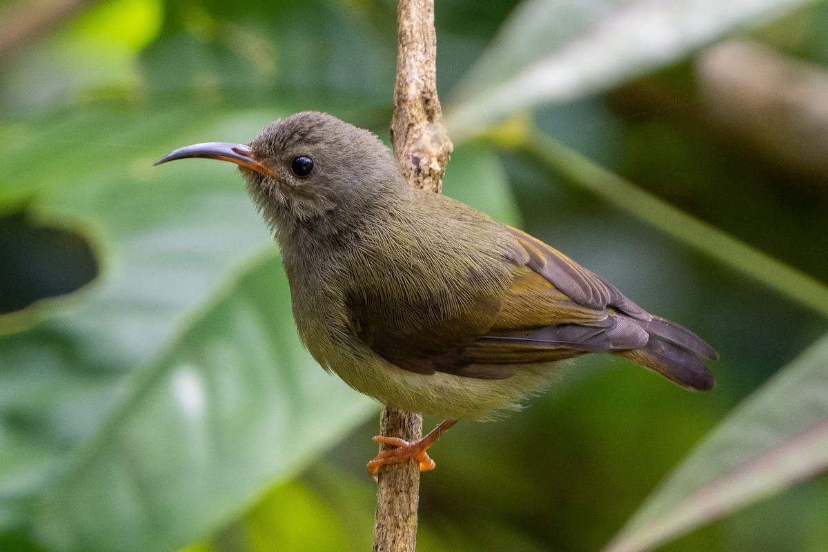 Black-throated Sunbird - ML642213381