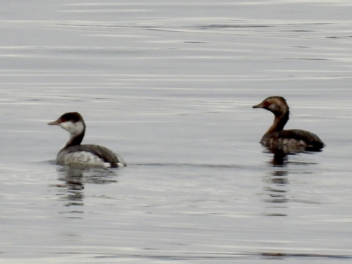 Horned Grebe - ML642213382