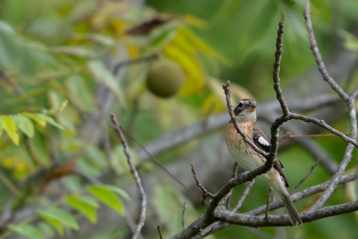 Rose-breasted Grosbeak - ML642213389