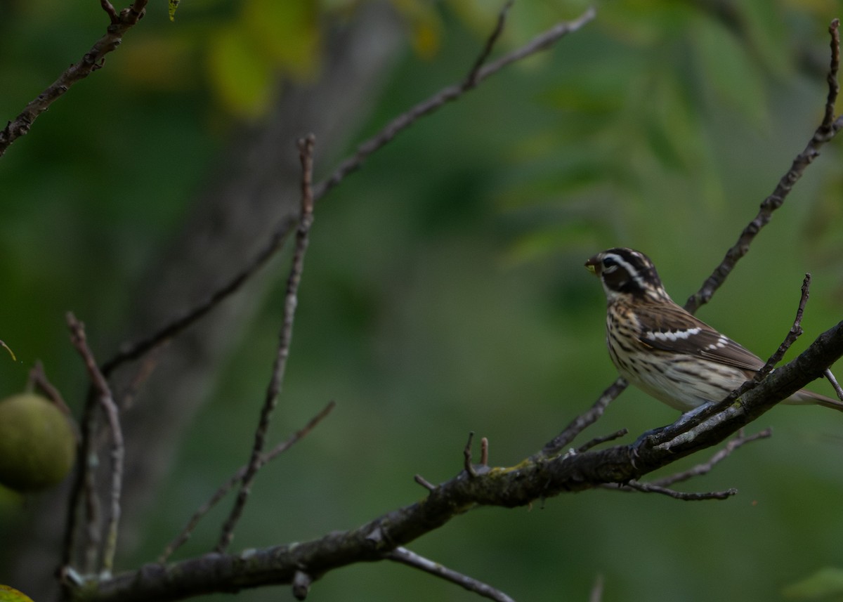Rose-breasted Grosbeak - ML642213397