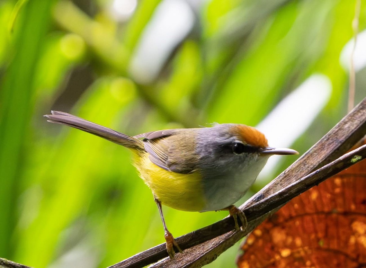 Mountain Tailorbird - ML642213406