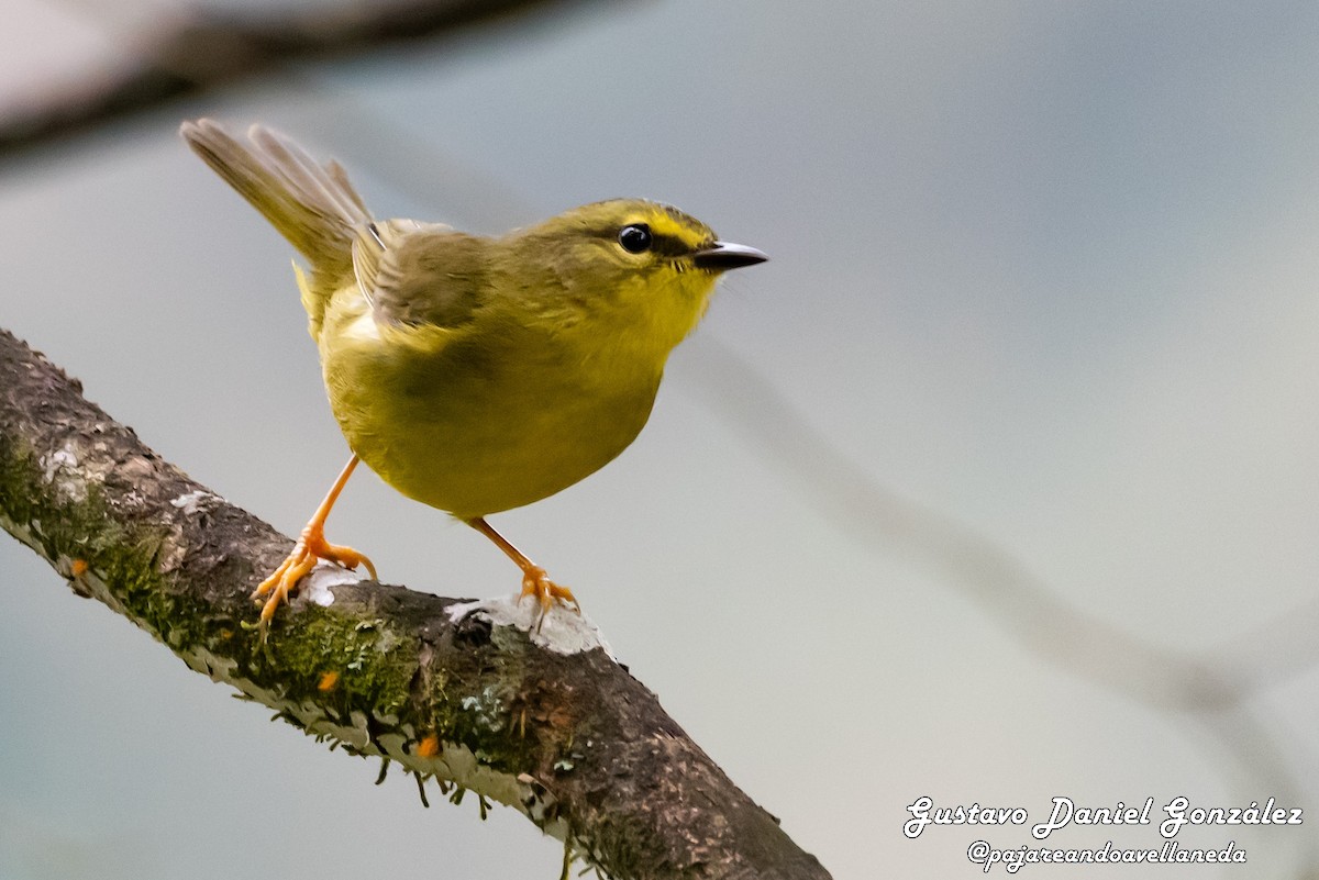 Two-banded Warbler - ML642213410
