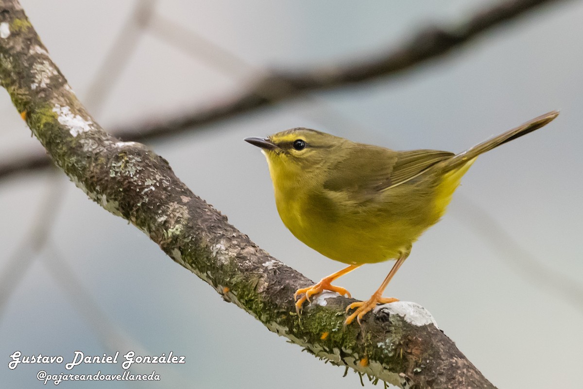 Two-banded Warbler - ML642213411