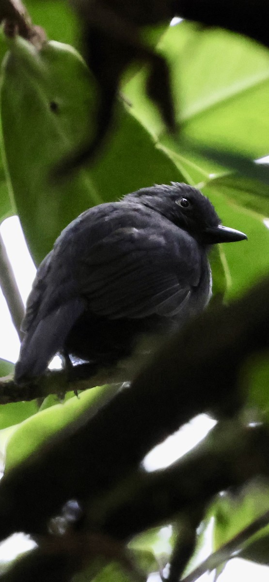 Uniform Antshrike - ML642213426