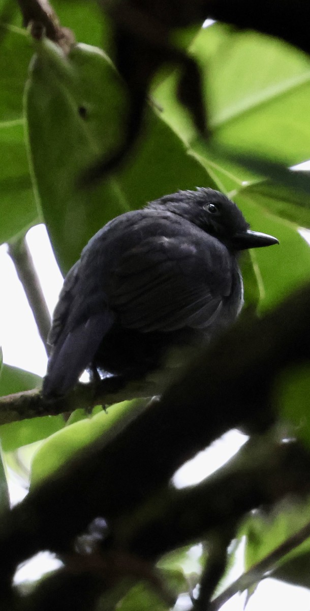 Uniform Antshrike - ML642213427