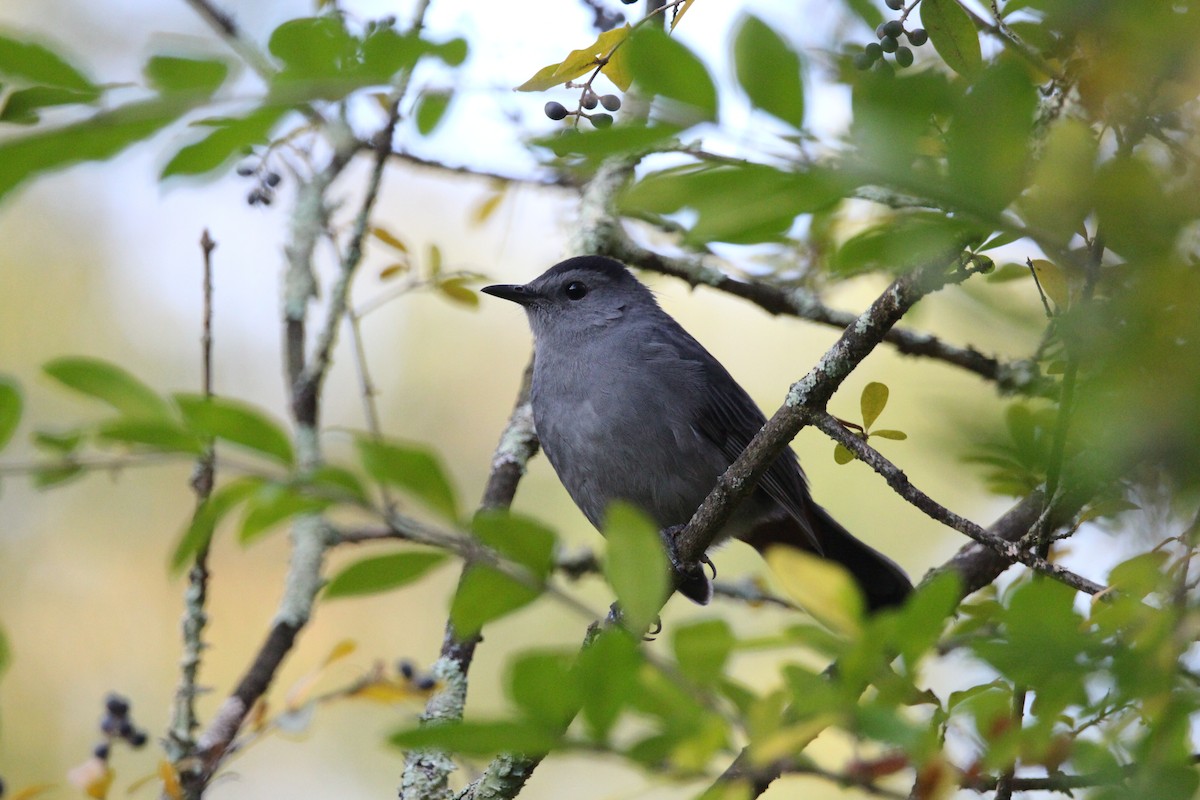 Gray Catbird - ML642213428