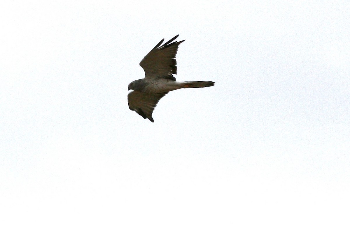 Northern Harrier - ML642213430