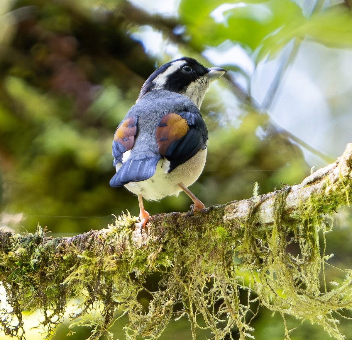 Mountain Bulbul - ML642213439
