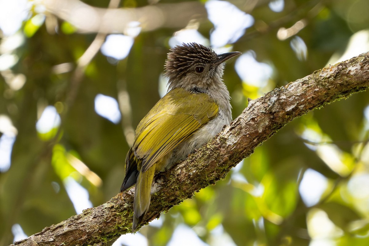 Mountain Bulbul - ML642213442