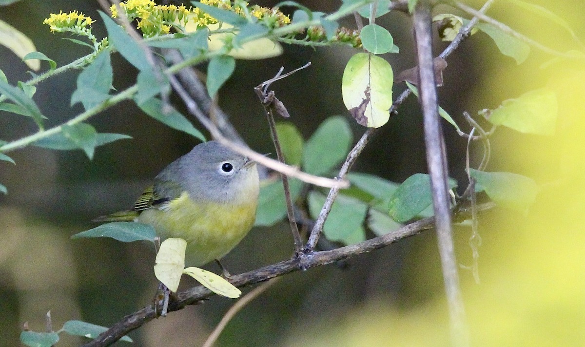 Nashville Warbler - ML642213443