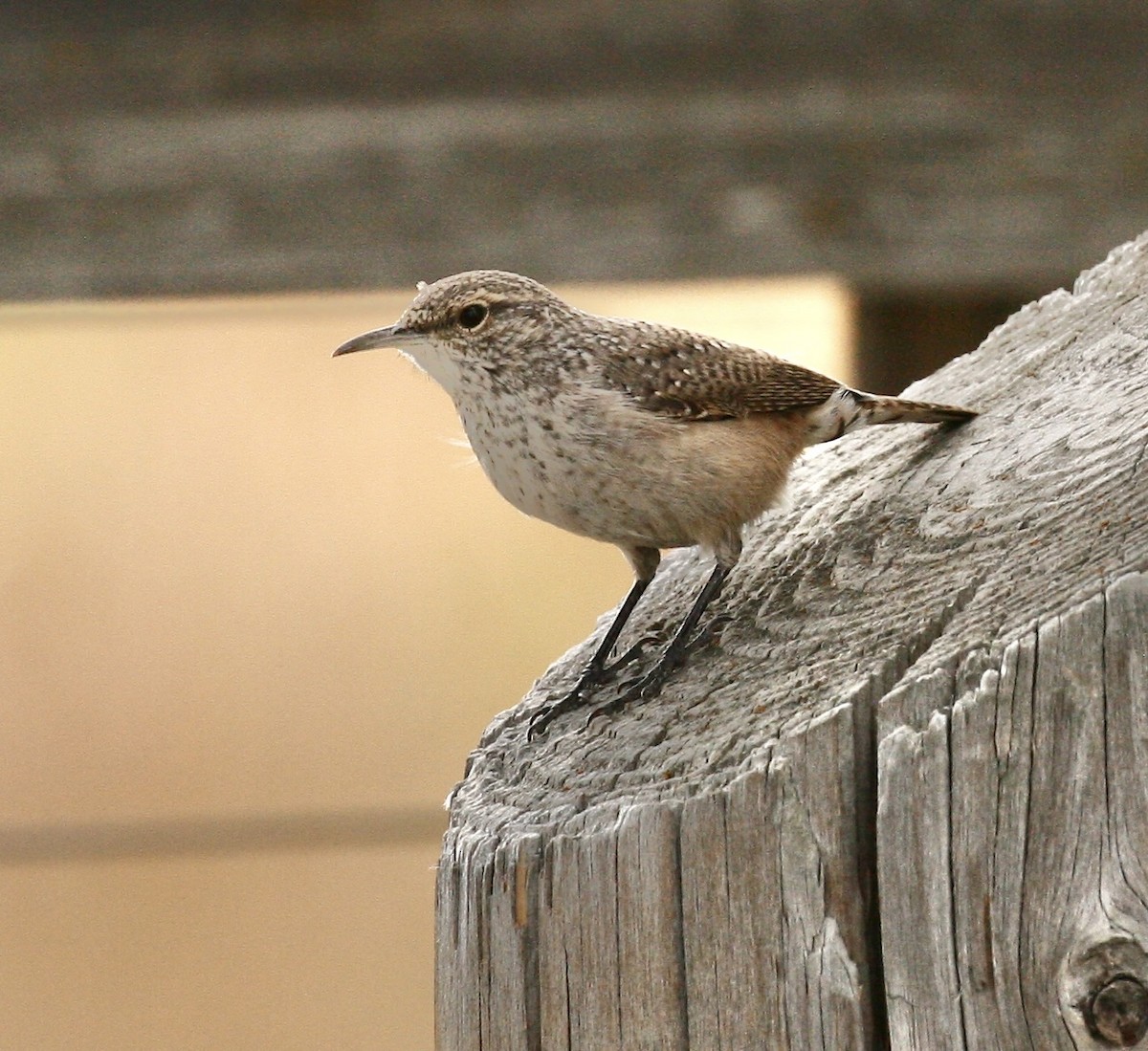 Rock Wren - ML642213451